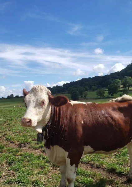 Vache en pleine nature