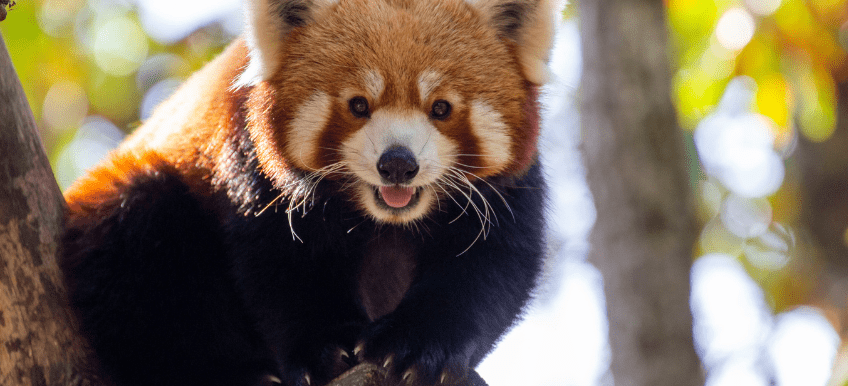 Parc animalier d&rsquo;auvergne 2 &#8211; ATUAH 2025