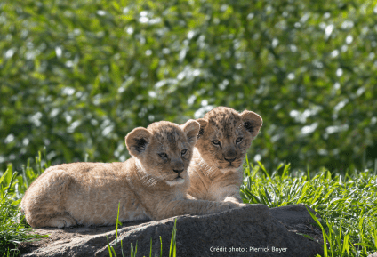 Parc animalier d&rsquo;auvergne 3 &#8211; ATUAH 2025