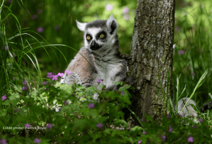 Parc animalier d&rsquo;auvergne 4 &#8211; ATUAH 2025