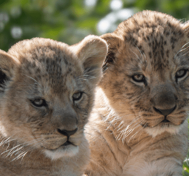 Parc Animalier d'Auvergne deux lionceaux allongés dans l'herbe.